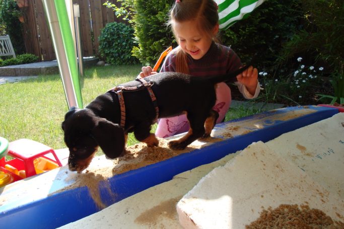 Kind spielt mit Dackel im Sandkasten bei Hundeschule Hannover Hunde – Welpentraining und Sozialisierung für Kinder und Hunde in Hannover.
