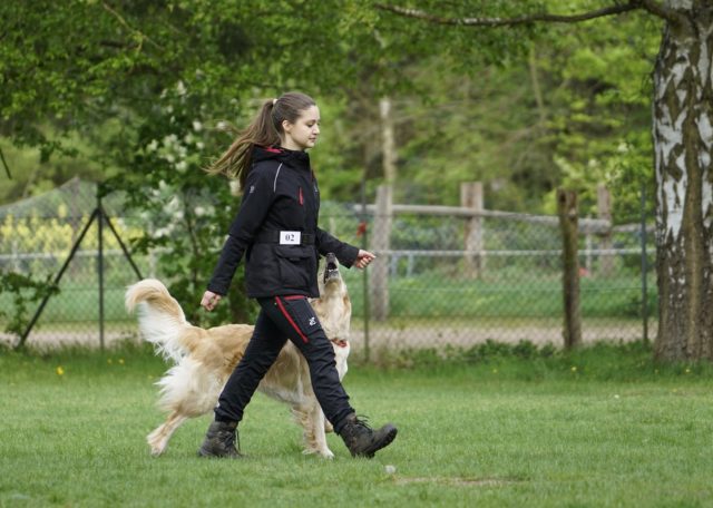 Hovawart beim Hundesport, Obedience-Training bei der Hundeschule Hannover Hunde – präzises Fußgehen für sportliche Hunde auf Prüfungsebene.