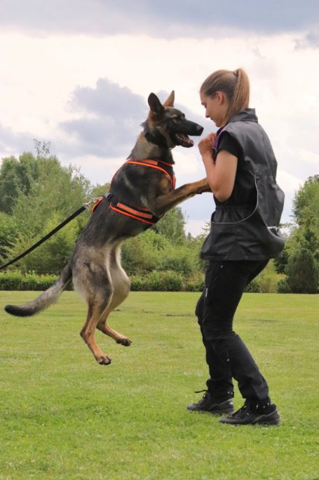 Hundetrainerin trainiert Schäferhund beim IGP Hundesport auf dem Hundeplatz in Hannover Hunde Hundeschule.