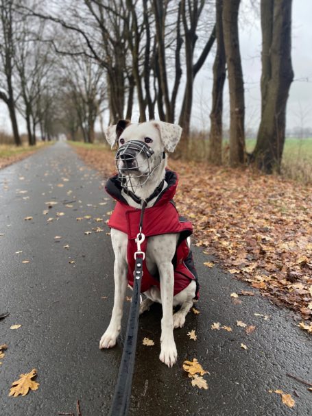Hundeschule Hannover Hunde ist unter anderem spezialisiert auf Anti-Jagd-Training und Jagdkontrolle. Das ermöglicht den Hunden den Freilauf.