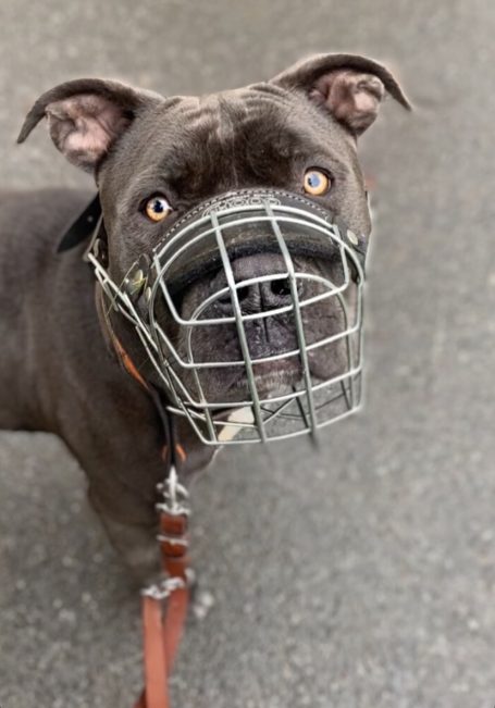 Amstaff Pitbull-Mix mit Maulkorb beim Hundetraining in Hannover Hunde Hundeschule – kontrolliertes Training für starke Hunderassen.