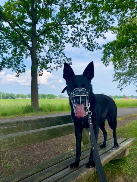 Schäferhund mit Maulkorb beim Einzeltraining in der Hundeschule Hannover Hunde – sicheres Training für große Hunde in Hannover.